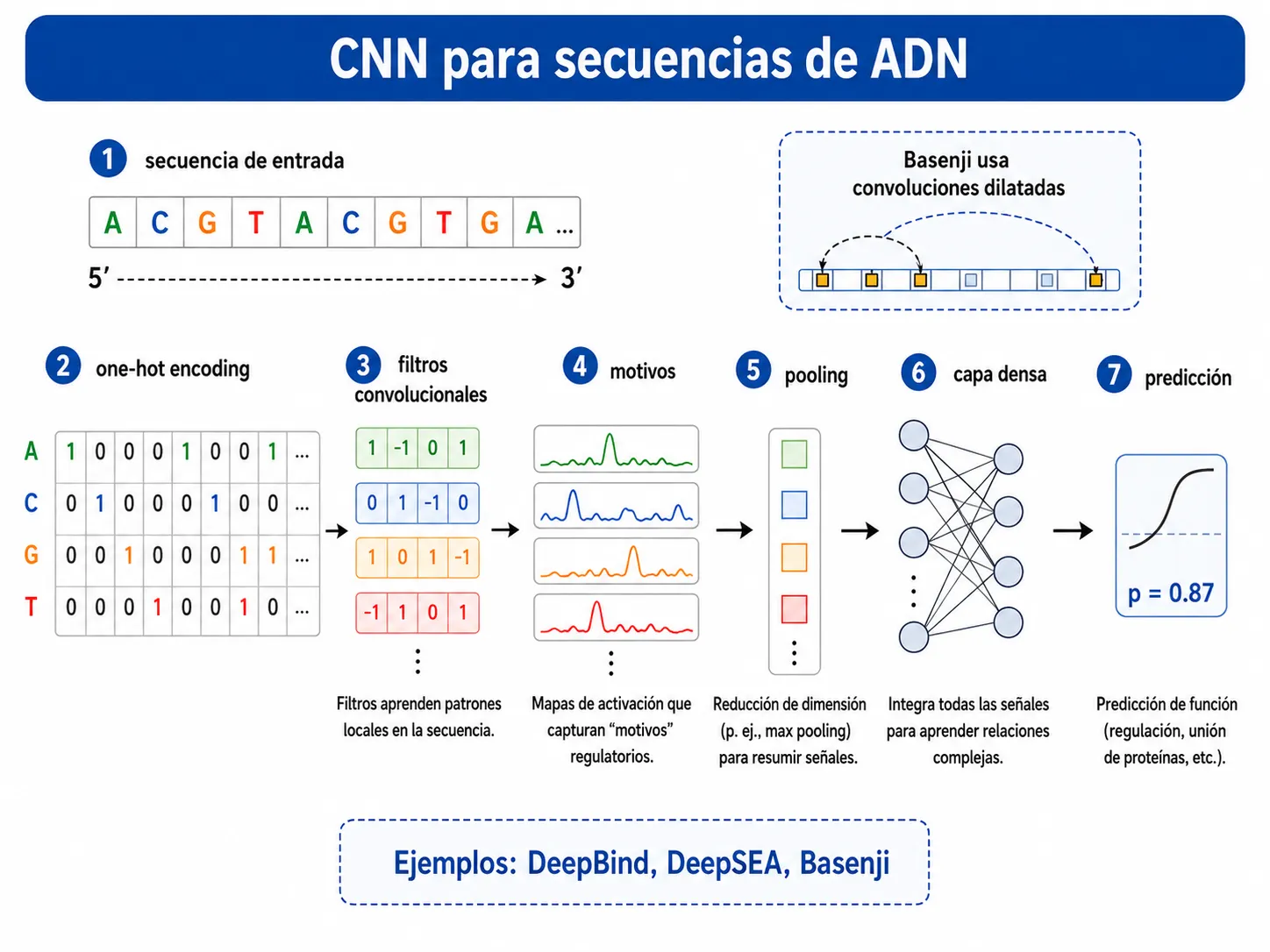 Esquema de una CNN aplicada a secuencias de ADN: one-hot encoding, filtros convolucionales, motivos detectados, pooling, capa densa y predicción final.