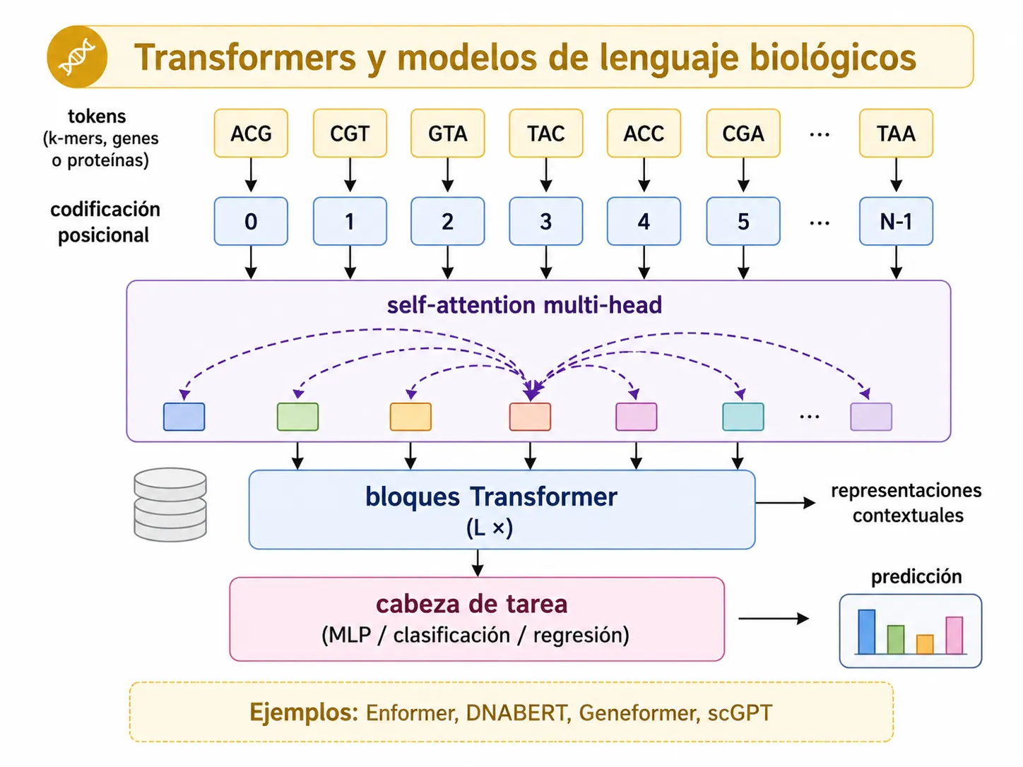 Arquitectura de un transformer aplicado a secuencias biológicas: tokens (k-mers, genes o proteínas), codificación posicional, self-attention multi-head, bloques transformer y cabeza de tarea para la predicción final.