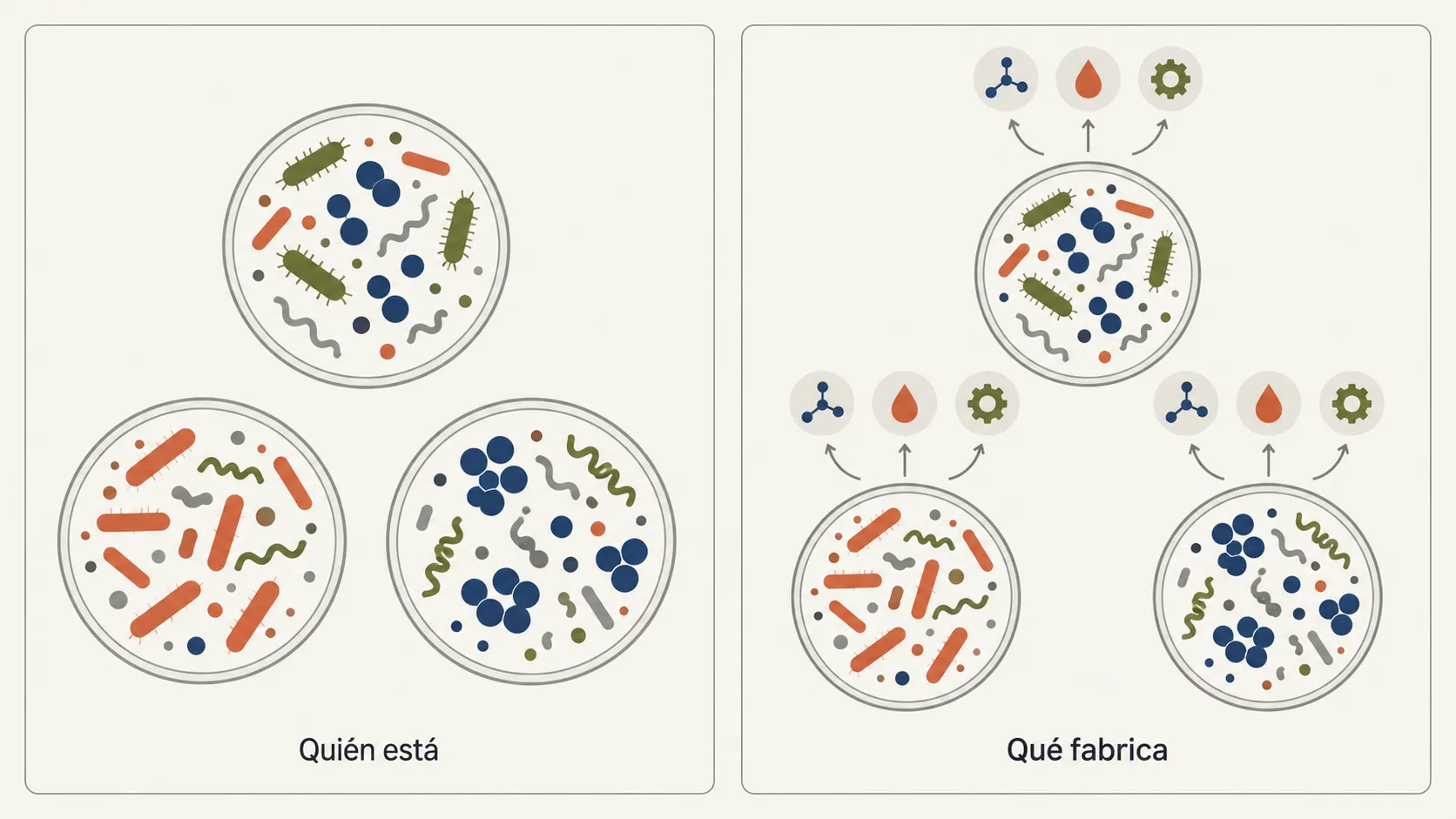 Comparación entre describir la microbiota por las bacterias presentes (quién está) y por los metabolitos que producen (qué fabrica).